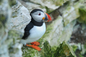Photo of a puffin on a cliff ledge
