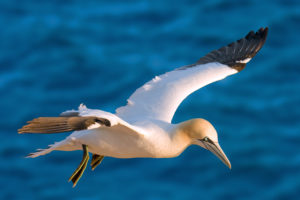Photo of a gannet in flight